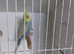 Lovely rainbow budgie