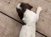 KC Springer spaniel puppies