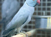 Ring neck parrot