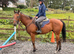 16hh gelding 4 yr old