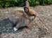 Mini rex bunny