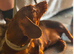 Miniature dachshund female for sale
