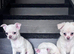 Amazing puppy's in hull