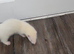 Two albino ferrets