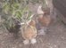 Mixed colours large brahma pullets and hens