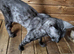 Bengal for sale Peterborough