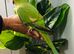 Beautiful hand tamed ringneck parrots for sale.