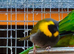 Adult Cuban finch cock for sale