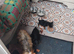 Yorkshire puppies One little boy left 8 weeks old