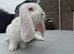 Giant French lops