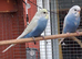 Baby budgies