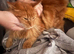 Mufasa Needing A Urgent Home.