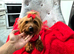 Yorkshire terrier female