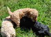 Fabulously Fluffy Cockalier-a-Poo Puppies &ndash; Ready Soon!