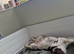 2 boys available