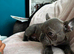 OFFERS!French bulldog boys and girl