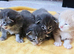 4 stunning mainecoon babies