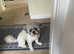 2 Years Old Male Shih Tzu Vet Checked
