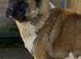 AKITA PUPS FROM KC REG REG PARENTS.