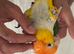 Beutiful supertame caique male