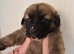 Puppies for sale German shepherd cross St Bernard.  St shepherd ready for new home