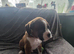 4 kc registered boxer puppies