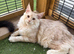 Stunning Maine coons available