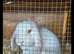 Stunning pure bred minilop babies