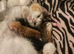 Beautiful ginger kittens ready to be reserved.