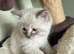 Female ragdoll