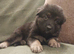 KC Reg, long coated GSD puppies, Leicestershire