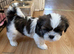 Shih Tzu Puppies Ready for Loving Homes!