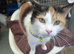 Loving female Calico cat