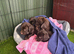 Sprocker Spaniel Female Pup