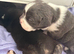 Cane corso x staffy mastiff