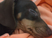 Mini dachshund girl