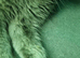 British LongHair Male