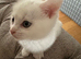 Mixed breed but mostly British shorthair heritage.