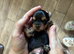 Toy Size Yorkshire Terriers Puppies