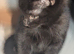 3x kitten's inc Dewormed & Deflead & microchipped