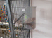 Hand tame budgies with cages and accessories