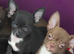 Adorable chihuahua puppies ready for ther forever home