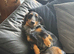 Kc reg silver dapple long haired male