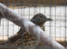 Male songthrush