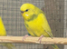Budgies