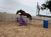 Quality Irish Sports Horse Gelding