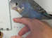 Hand Tame Boy Budgie Chick Ready Now