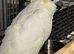 Medium sulphur crested cockatoo