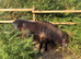 Beautiful Shetland mare