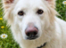 Beautiful long haired white female shepherd